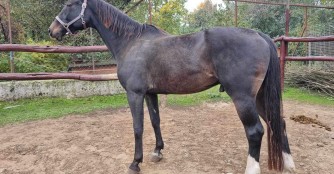 Ninmiro, der Neue in der NO&Eacute;-Pferdeherde