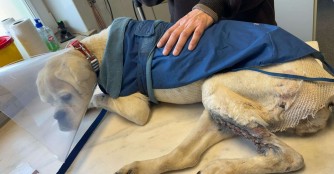 Amarill hat ihre 4. OP hinter sich!