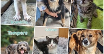 6 Sch&uuml;tzlinge haben ein neues Zuhause gefunden!