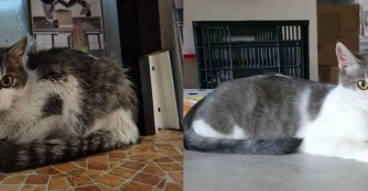 Die wunderbare Verwandlung von &Aacute;porka