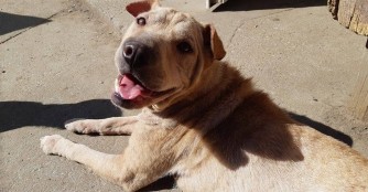 Szelence mit einem L&auml;cheln im Gesicht :)