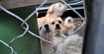 Rettungsaktion im XIX. Bezirk von Budapest