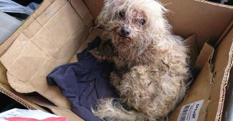 Sorge um den kleinen G&uacute;nya