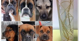 6 weitere Hunde mit Herzw&uuml;rmern!