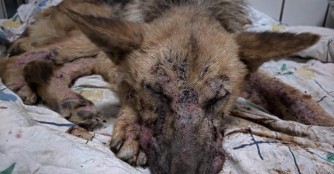 Sch&auml;ferh&uuml;ndin Galagonya k&auml;mpft um ihr Leben