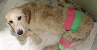 2 Tage lang wartete Lucy vergebens auf Hilfe