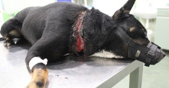 Nyikhaj hat TETANUS!