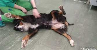 L&aacute;bibi auf dem Weg der Besserung! 