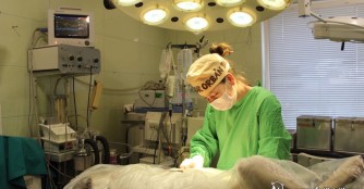 Filip wurde von seinem Riesentumor befreit