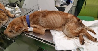 Hoffentlich kam die Hilfe f&uuml;r Dara nicht zu sp&auml;t!