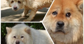 Chow-Boom in NO&Eacute;!