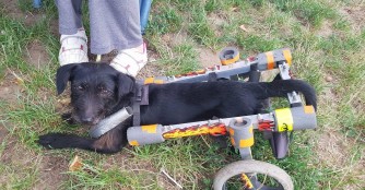 So geht es unserem Forte heute