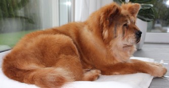 Traumhaftes Zuhause f&uuml;r Chow-Chow Chang, alias Poppi