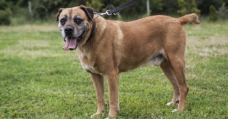 Hund der Woche: Kamu