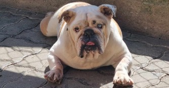 Happy-End  f&uuml;r  Alba