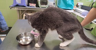 Katze war &uuml;ber Monate in einer Wohnung eingesperrt