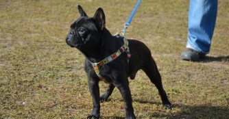 Super s&uuml;sser Franzose mit Sch&ouml;nheitsfehler