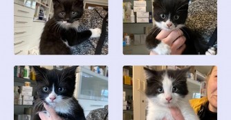 Wiederholungst&auml;ter setzt erneut K&auml;tzchen vor dem Tierheim aus