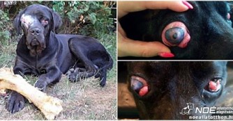 Athos nach der Augenoperation