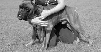 Bajnok hat es nicht geschafft :(