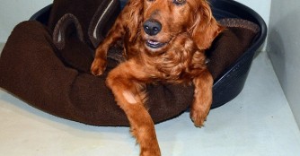 Balinda hat die Staupe besiegt!