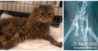 Katze Balzsam mit Beckenbruch