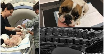 Bambusz ist durch Bandscheibenvorfall gel&auml;hmt