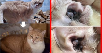 Bologna ben&ouml;tigt zwei OhrenOPs