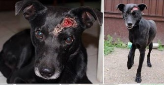 BlueBerry wurde vom Auto angefahren