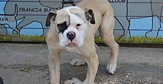 Boloo mit den deformierten Beinen :(