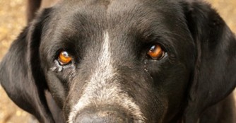 Ein ganzes Leben im Tierheim....