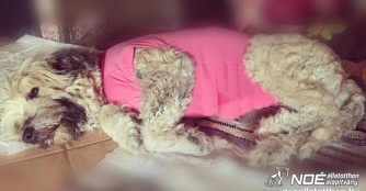 Borzi gibt nicht auf!