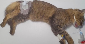 Die Woche begann mit 2 gro&szlig;en KnochenOPs