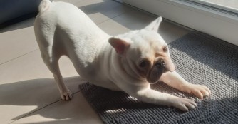 Brunella lebt seit 4 Jahr gl&uuml;cklich in ihrer Familie!