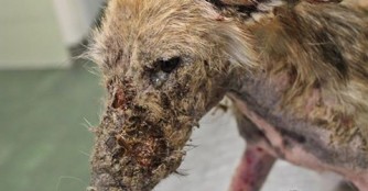 Ein Weihnachtswunder f&uuml;r Budo&aacute;r!