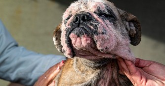 Aria, der erste Notbully des Jahres 2021