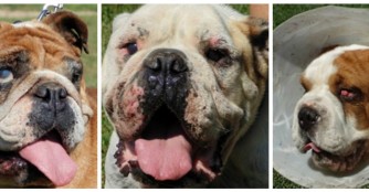 Unsere Bulldoggen waren beim Augenarzt