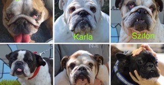 Bulldoggenregen in der gr&ouml;&szlig;ten Hitzewelle