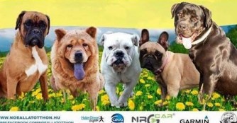 9. Boxer Maifest, Bulldoggen, Cane Corso, Chow-Chow Treffen