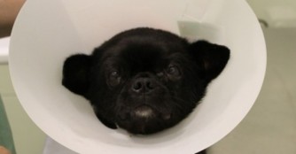 Supernews von Bullet