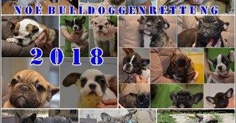 NO&Eacute; Bulldoggenrettung R&uuml;ckblick 2018