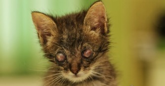 Wir bangen um das Augenlicht von 5 kleinen K&auml;tzchen!