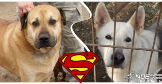 Blutspendende Hundehelden: Spong und Chip