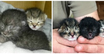 Muttertag nach NO&Eacute; Art