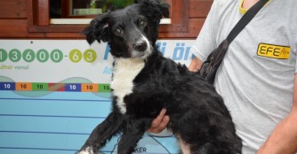 H&uuml;ndin Cintia hat eine schlimme Verletzung am Vorderlauf