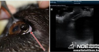 Unsere Conny hatte eine Augenoperation!