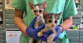 Zwei hautkranke Kobolde