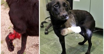 Csillag hat ein Bein verloren!