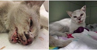 Csőrike hat einen Kieferbruch!