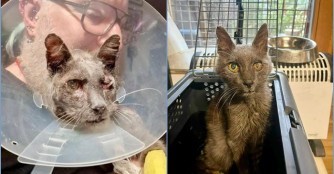 Kater Csumi bekommt von uns eine Chance